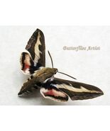 Real Hawk Moth Gallium Sphinx Bedstraw Hyles Gallii Framed Entomology Shadowbox - $59.00