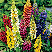 100 Russell Lupine Mixed Colors Seeds Perennial Hummingbirds &amp; Bees Love Fresh G - £5.32 GBP