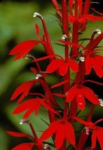 5 Red Cardinal Flower roots, Lobelia cardinalis image 3