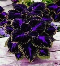 25 Seeds Black Purple Coleus Flowers PlantGarden - £6.69 GBP