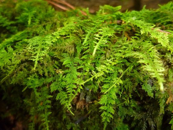 1 Qt Sheet Moss Delicate Fern Moss Spreads Fast! Organic