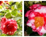 Fashionata Varigated Camellia Japonica Live Starter Plant - $50.93