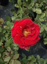 Mr. Lincoln Red 5 Gal Big Live Bush Plant Hybrid Tea Plants Fine Landsca... - $63.00