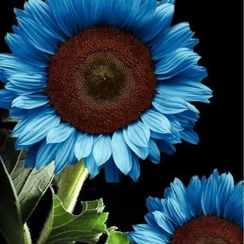 SR 35 Blue Sunflower Seeds Plants Garden Bonsai Flower Colorful Planting... - £6.71 GBP