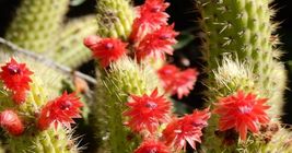 Red Torch Cactus Showy Seeds - $10.10