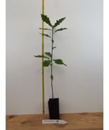 Northern Red Oak - 18-24 Inch Tall Potted Tree - £25.75 GBP+