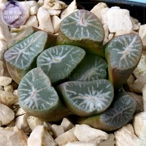 Haworthia maughanii Seed, only 1 piece, interesting lovely succulent pla... - £15.81 GBP