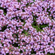 Creeping Thyme LAVENDER Groundcover Purple Flowers 1000 Seeds - £8.01 GBP