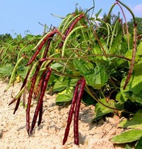 Mississippi Pinkeye Ii Purplehull Cowpea Southern Cow Pea Bean Fresh Seeds USA - $14.95