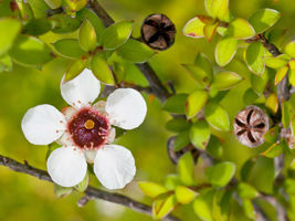 100 Manuka Tea Tree Seeds Medicinal Tea Bush Honey New Zealand USA SELLER - £6.62 GBP