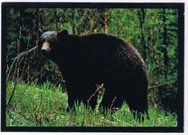 Postcard Big Black Bear Montana&#39;s Forests - $2.96