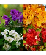 Bougainvillea Gold Yellow, White, Red, Purple Color Starter Live Plant Cuttings - $1,308.39 MXN - $2,336.56 MXN