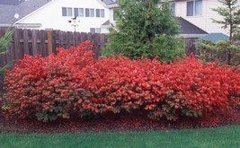 Live Plant - 10 Dwarf Burning Bush Hardy bare root plants Euonymus alatus shrub  - $39.00