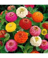 100+ Pepito Mix Zinnia Seeds | Colorful Dwarf Garden Flowers - $23.13 CAD