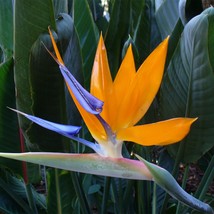 Strelitzia Reginae 5 Seeds Usa Fast Shipping - £13.93 GBP