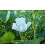 MBK 50 White Rugosa Rose Rosa Rugosa Albiflora Shrub Seeds Bulk Seeds - $16.85 CAD