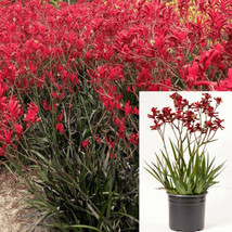 SEPTH Anigozanthos Big Red 5Gallon Plant Kangaroo Paw Flower Live Plant - £49.36 GBP