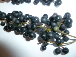 10 Wild Grape Seeds Organic Vitis Aestivalis 2023 Crop Fresh Garden - £7.16 GBP