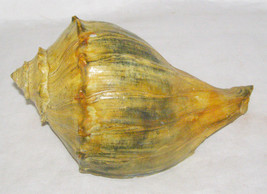 Antique / Vintage Large Welk Seashell Specimen With Weathered Patina + Varnished - £11.83 GBP