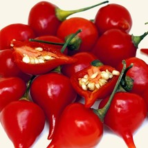 Biquinho Red Hot Pepper Seeds 50+ Vegetable Garden   From US - £5.60 GBP