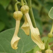 Aristolochia Clematitis European Birthwort 20 Seeds Fresh Seeds - $20.80