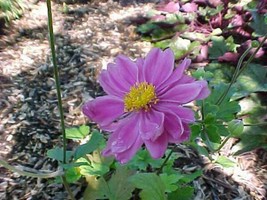 Anemone Hupehensis Var Japonica Windflower 15 Seeds Garden Beautiful USA Seller - $21.12