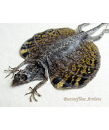 Real Gold Flying Lizard Draco Volans Taxidermy Framed Museum Quality Shadowbox - $84.99