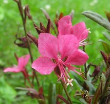 Fast Ship USA Seller Oenothera Lindheimeri Indian Feather Pink &amp; White Gaura 10  - £18.84 GBP