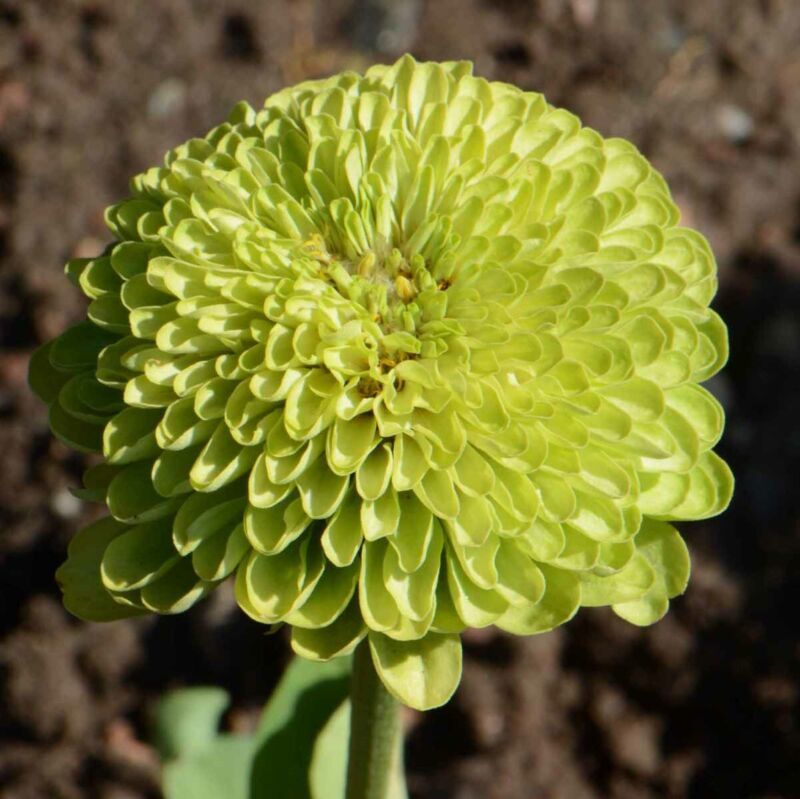 Zinnia Envy Elegans Lime Green Flowers Rare Butterflies Love Non Gmo 200... - $11.94