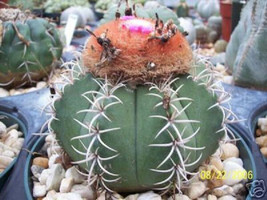 Melocactus matanzanus @ cacti rare cactus seed 50 SEEDS - £7.18 GBP