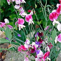 USA SELLER Sweet Pea Flowers Painted Lady Seeds Fast Shipping - $11.24