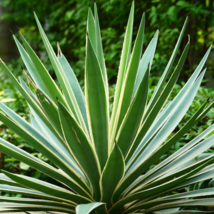 Agave Maximiliana Agave Garden Plants - 10 Seeds - $19.61