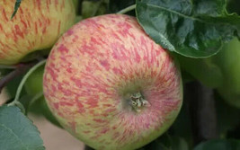 25 Seeds Duchess of Oldenburg Apple - Planting  - £6.64 GBP