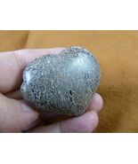 DP10-9 Real DINOSAUR bone Puffy heart shaped Utah Dino Coprolite Fossil ... - $24.74