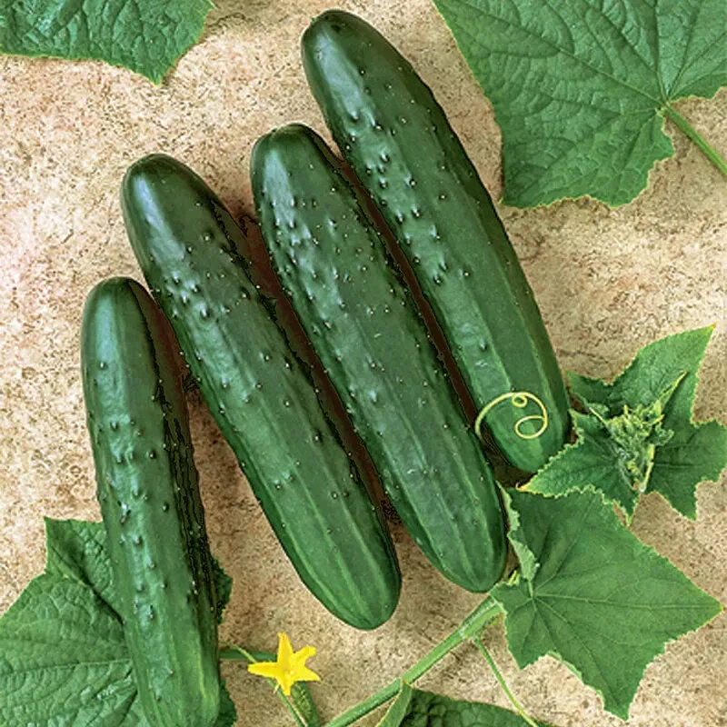 25 Seeds General Lee Cucumbers Edible Fresh USA Fast Shipping - $16.50