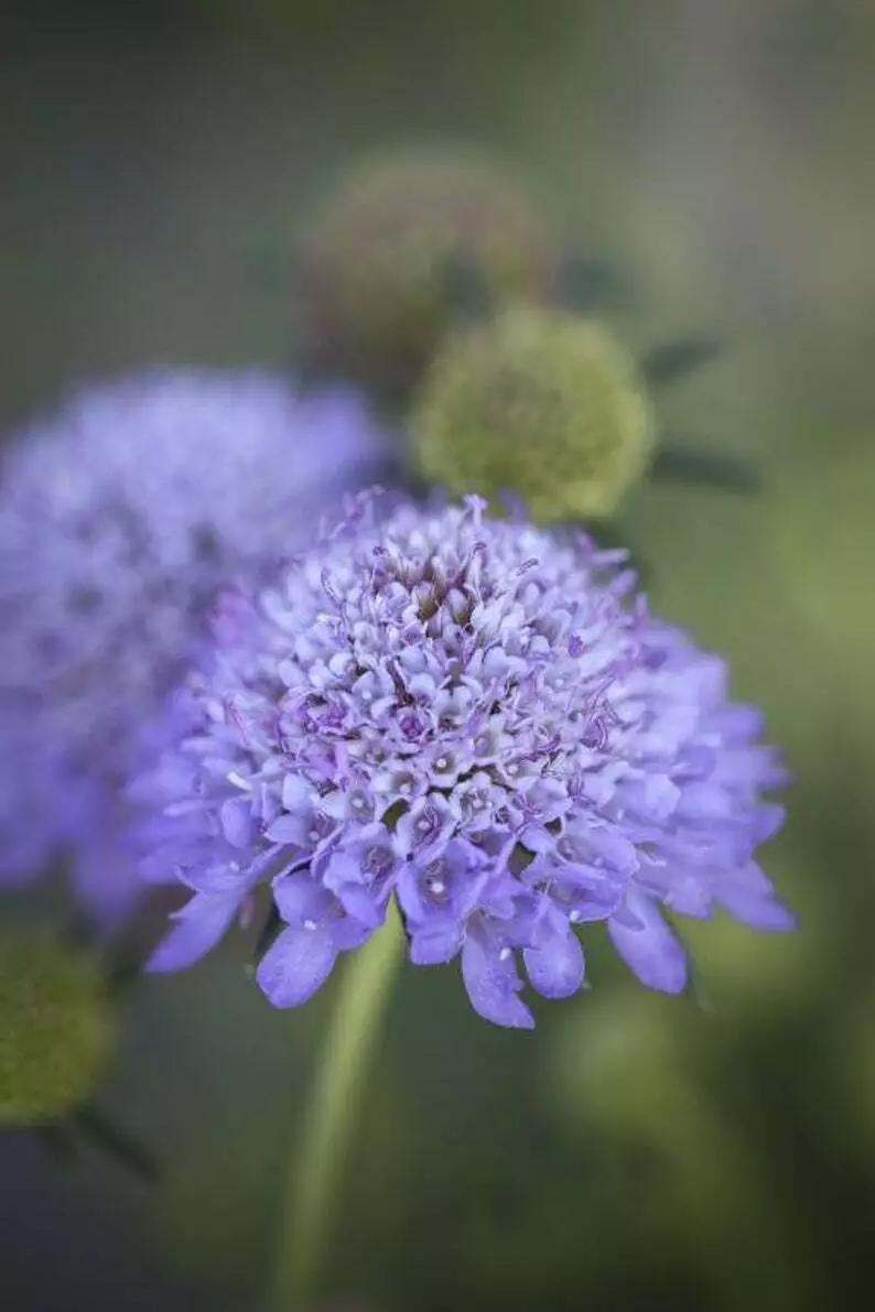 50 Seeds Scabiosa Tallest Pincushion 4 Ft. Lavender Blue Deer Resistant Flower - £7.75 GBP
