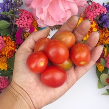 Principe Borghese Small Plum Red Tomato Vegetable Seeds Gardening Fresh USA Ship - £19.63 GBP