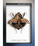 Rare Dead Leaf Mantis Deroplatys Truncata Taxidermy Framed Entomology Sh... - $123.58 CAD
