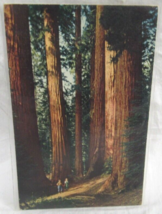 Crocker Litho Postcard Giant Forest Tree Kings Canyon &amp; Sequoia National... - £2.33 GBP