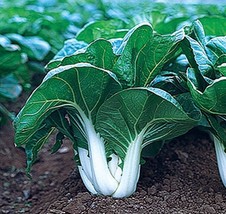 Grow In US 1000 Cabbage Seeds Chinese White Stem Pak Choi Bok Choy Heirloom Non  - £6.87 GBP