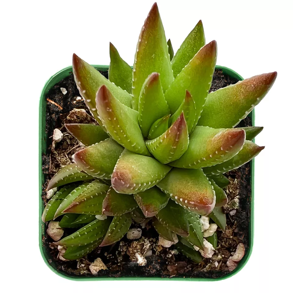 Live Haworthia Rubrobrunnea Succulent Rooted in 2&#39;&#39; Planter for Gardenin... - $26.00