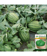 &#39;Crimson Jewel&#39; Watermelon Early Red Flesh Sweet High-Yield - $632.68 MXN