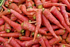 401 Atomic Red Carrot Seed Garden Container Heirloom Vegetable Easy - £9.41 GBP