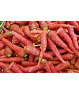 401 Atomic Red Carrot Seed Garden Container Heirloom Vegetable Easy - £9.38 GBP