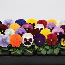 Pansy Seeds Pansy Spring Matrix 25 Seeds Extra Large Flowers - £16.37 GBP