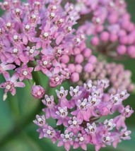 Milkweed Red Or Swamp, 40 Seeds R - £11.47 GBP