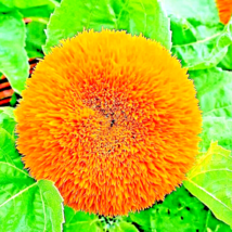 125+ Seeds Dwarf Teddy Bear Sunflower Spring Mix Heirloom NON-GMO Flower Bees - £10.70 GBP