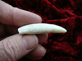 (g372-7) Genuine 2-1/8&quot; GATOR Alligator Aligator Tooth TEETH for jewelry... - $32.71