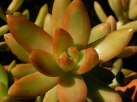 (1)4” Live Rooted Plant Succulent Sedum Nussbaumerianum- Coppertone Stonecrop - £14.95 GBP