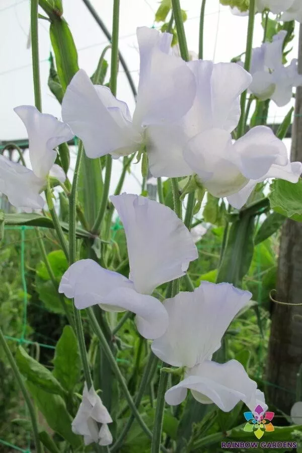 50 Jack Eveleigh Sweet Pea Seeds Planting Gardening USA SHIPPING - $12.96